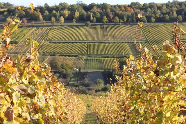 Vignoble de Dorlisheim à l'automne, à 15 minutes du Gite en Alsace